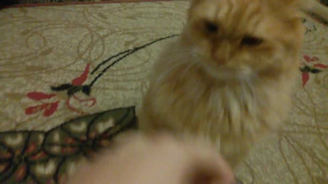 Кот бьет человека | УГАРР СМОТРЕТЬ ВСЕМ смотреть онлайн