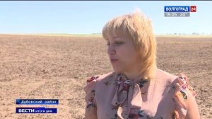 Начинающие фермеры из Дубовского района делают ставку на чеснок