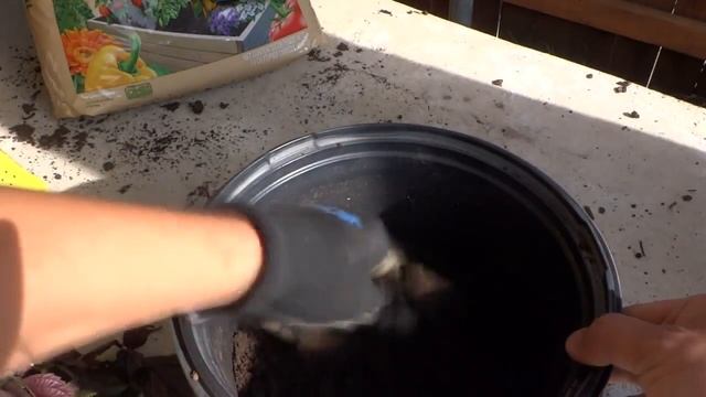 Growing and Propagating Shiso - Purple Perilla смотреть онлайн