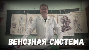 Венозная система