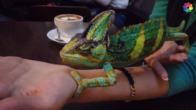 Drink Coffee and Visit Animals in Budapest (Zoo Cafe) смотреть онлайн