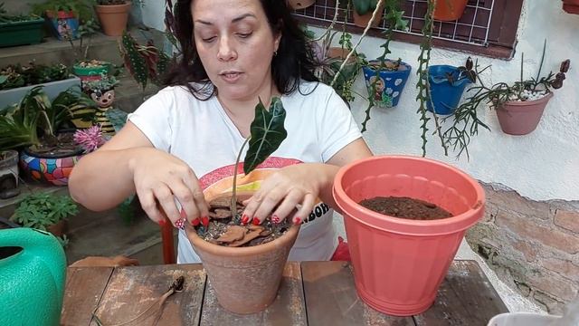 FOFUURA ! Alocasia hibrida amazonica смотреть онлайн