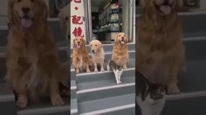 Сразу видно,что кот не любит фотографироваться. Какие собачки все миленькие )))