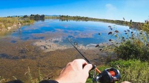 РЫБАЛКА 2022,  ЗМЕЕГОЛОВ НА ЛЯГУШКУ ЧАСТЬ 1.