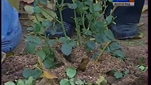 Укрытие роз. Как сохранить розы зимой. Укрывной материал. смотреть онлайн