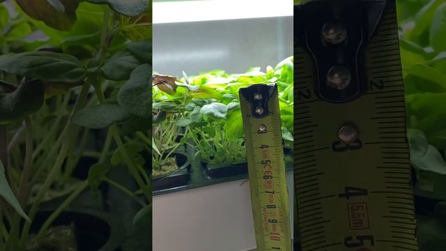 Сравнение разных видов базилика смотреть онлайн