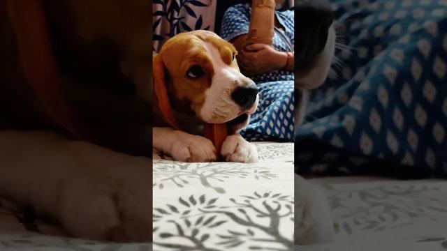 #BodmasBubbles is BuSy!! #beagle #doglovers #beaglepuppy #beagleslife #beaglepup смотреть онлайн