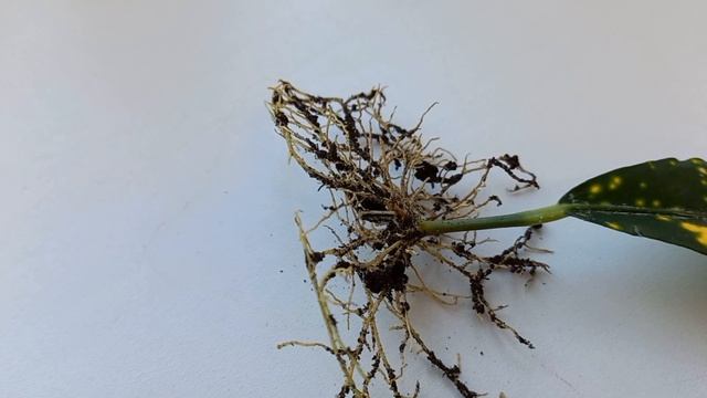 154. Цветы. Можно ли вырастить кодиеум из листа? смотреть онлайн