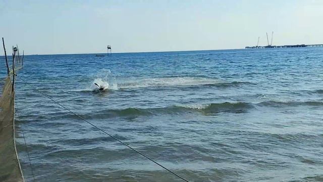 поселок Волна 2023, лобань против дельфина смотреть онлайн