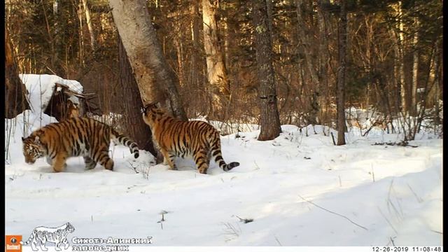 В Сихотэ-Алинском заповеднике появились новые тигрята смотреть онлайн
