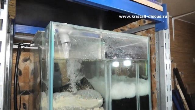 АКВАРИУМЫ, 26 НЕРЕСТОВИКОВ, Aquariums-Aquarists of Russia смотреть онлайн