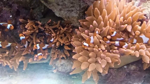 10 рыбок клоунов Clownfisch Amphiprion ocellaris Falscher Clown Anemonenfisch в морском аквариуме смотреть онлайн