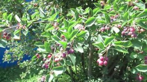 Когда созревают ягоды ирги и где посадить кустарник  #ирга#ягоды