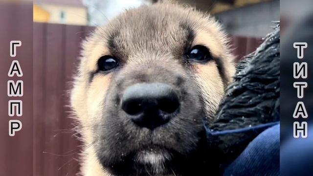 ГАМПР ТИТАН-ФАВОРИТ?ШИКАРНЫЙ ПАРЕНЬ?#собака#dog#love смотреть онлайн