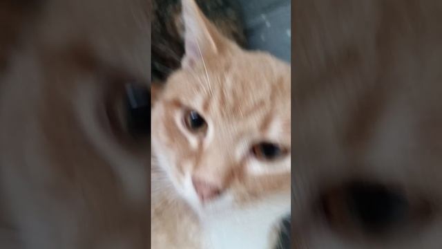 котята дикого кота др 26 мая смотреть онлайн