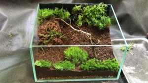 Мини флорариум из 5 видов мха!