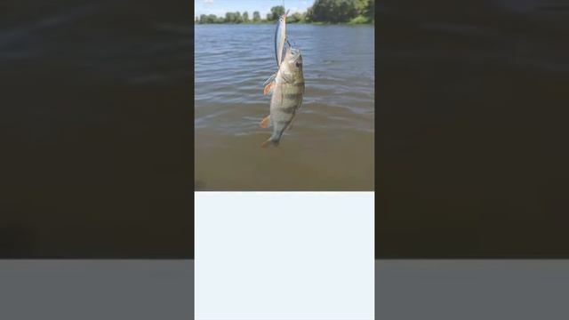 Поймай свою рыбу с воблером Rapala X-rap смотреть онлайн