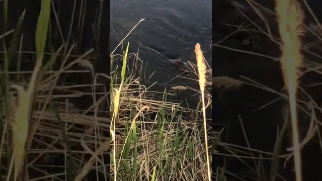 Кто это? Ондатр, Бобер, выдра смотреть онлайн