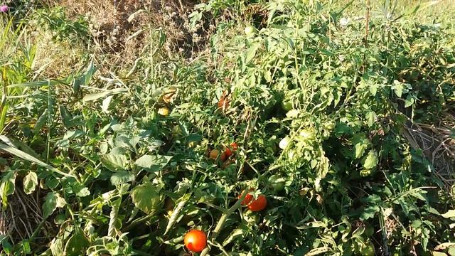 3 Раціональне землеробство. Розумні грядки. Smart Garden. How To Organize Organic Farming