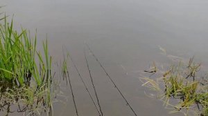 Честный обзор о фидерном удилище от Feeder Concept Distance 80, 3.9 м