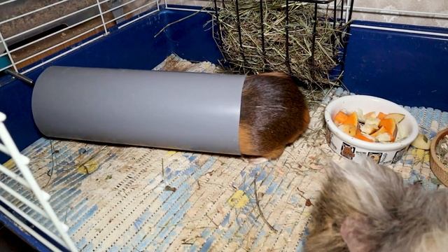 Морские свинки - плюсы и минусы. Морские свинки как домашние животные смотреть онлайн