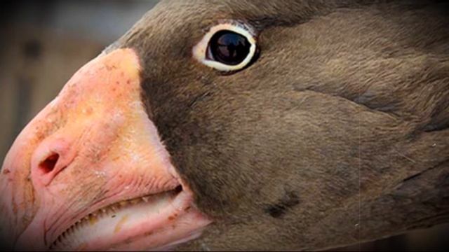 Как распознать и лечить болезни гусей смотреть онлайн