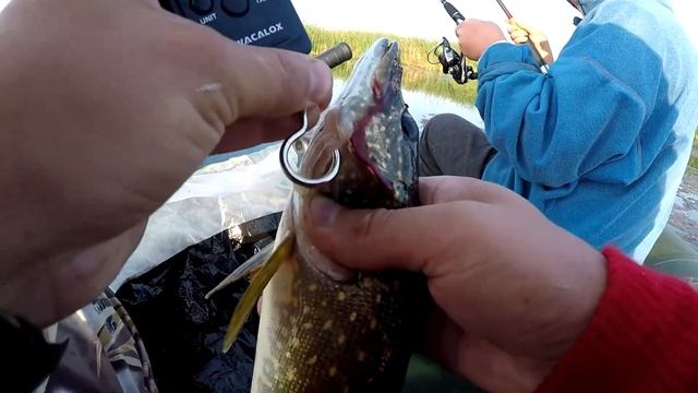 Окунь с лодки. Щука бастует. смотреть онлайн