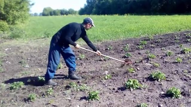 Плоскорез для прополки междурядий)) Чудо тяпка))Прополка картошки))эффект от лазурита смотреть онлайн