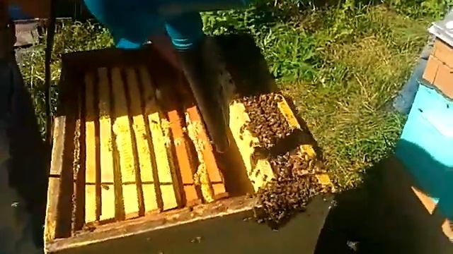 Удаление пчёл воздуходувкой Bort BSS-600-R с рамок дадана на 300 смотреть онлайн