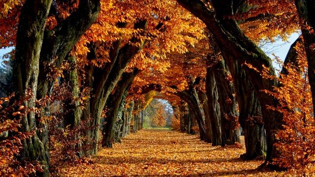 День 13 - 21 день изобилия - Медитация Дипака Чопры смотреть онлайн