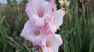 Гладиолусы, цветение #гладиолусы#выращивание_гладиолусов#цветы