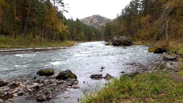 Стволовые клетки Глобальное оздоровление организма Для мужчин Настрои Сытина Г.Н. смотреть онлайн