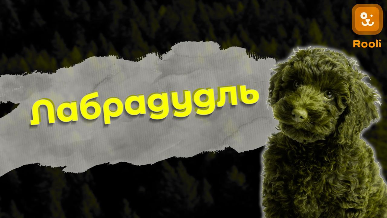 Лабрадудль: Объединение ласки лабрадора и умения пуделя смотреть онлайн