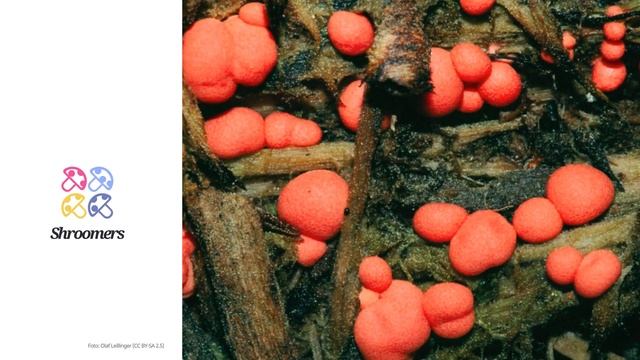 Blutmilchpilz (Lycogala epidendrum) | Doppelgänger | Praktisches Kurzprofil | Shroomers смотреть онлайн