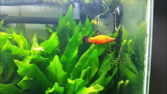 55 Gallon Update 3 смотреть онлайн
