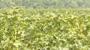 В Новосибирске вывели новый сорт картофеля - "Златка"