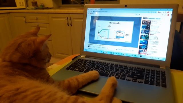 Cat is studying how a Radioisotope thermoelectric generator (RITEG) works смотреть онлайн