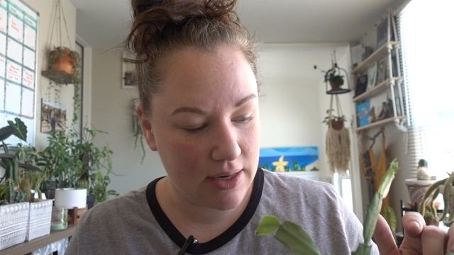 MANIC MONDAYS | Episode 3 | Christmas Cactus смотреть онлайн