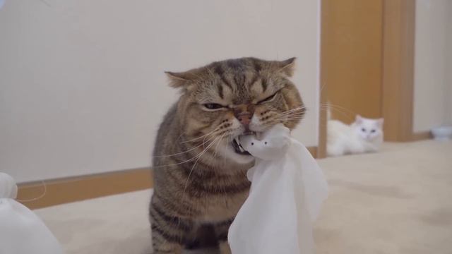 Cats Vs Ghost | Kittisaurus