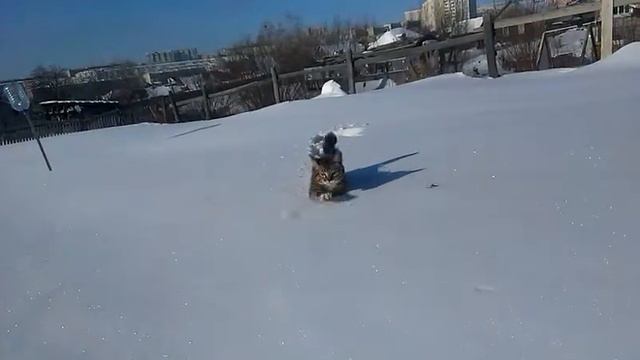 Зимняя кошка Прикол полный смотреть онлайн