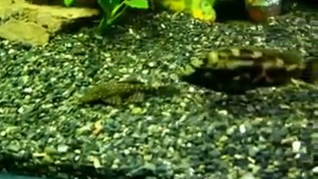 Игра в пятнашки) смотреть онлайн