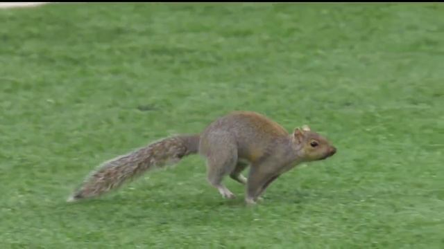 Squirrel Runs Around Field During Packers vs Vikings Game смотреть онлайн