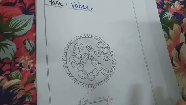 explanation of volvox and cell of volvox |for class 9th смотреть онлайн