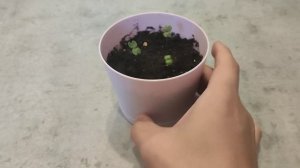 Бонсай из семян. Джакаранда или фиалковое дерево.