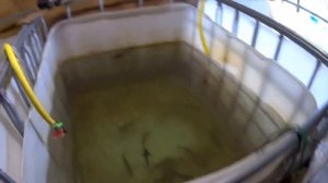 Выращивание форели в Узв и садках от малька к товарной рыбе.
