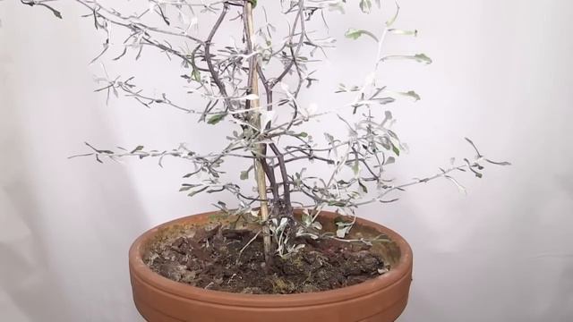 Corokia cotoneaster - Zickzackstrauch, Wire Netting Bush смотреть онлайн