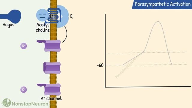 Effect of Parasympathetic and Sympathetic Activation on SA Node || Autonomic Control of Heart Rate смотреть онлайн