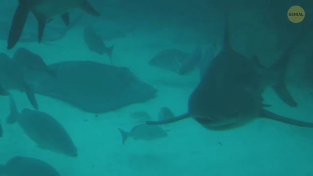 Piscinas que no te ayudarán a superar tu miedo a nadar смотреть онлайн
