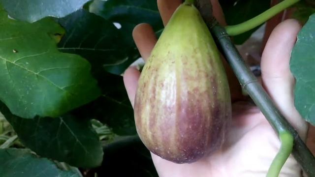 21 червня 2020 г. смотреть онлайн