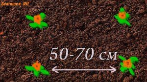 Календула. Выращивание из семян. Полезные советы начинающим садоводам. В рубрике "Дачный визит".